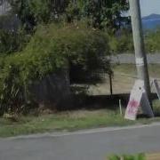 Otter Crossing The Road