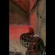 Thelma The Phyton Snake Python Zoo Shorts Video
