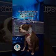 Programando Con Chat GPT Programmer Codingmemes Humor Coder Programador Memes
