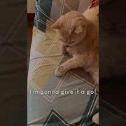 Amazing Cat Performs Magic Trick Cats Tricks