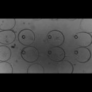 Array Of Microfluidic Drops