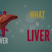 What Is Liver Anatomy Parts And Function