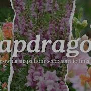 Growing Snapdragons Start To Finish Winter Sowing Snapdragon Seeds Planting For Cut Flowers