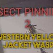 Insect Pinning Yellow Jacket Wasp