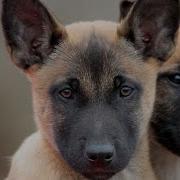Critical Periods In Puppy Development 8 To 10 Weeks Indoor And Outdoor Training Sessions