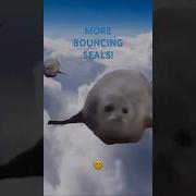 Bouncing Seals 2