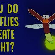 How Do Fireflies Create Light Emily A Geest