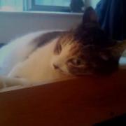 Catgroove 2 Mp4