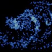 C4D Thinking Particles µltimãtê Haðøw