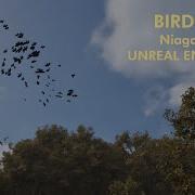 How To Create A Bird Flock Using Niagara System In Unreal 5 3