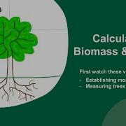Calculating Biomass And Carbon