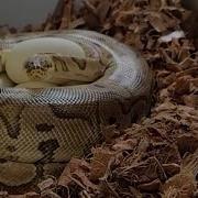Pulling An Amazing Clutch Of Ball Python Eggs Clown Pied And More Bonus Footage At The End