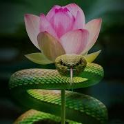 Inner Worlds Outer Worlds Part 3 The Serpent And The Lotus