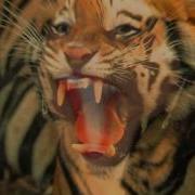 Trace Tiger Morph