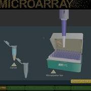 Virtual Lab DNA Microarray