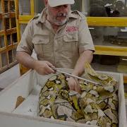 Python Attack While Harvesting Eggs