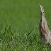 American Bittern Mating Call