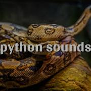 Python Sounds