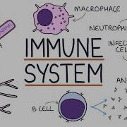 Understanding The Immune System In One Video