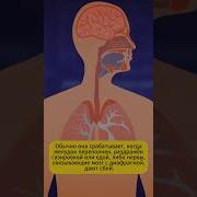 Почему люди икают факты почему интересно наука икота интересныефакты ик Facts дыхание Why