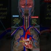 Human Heart Blood Circulation L Artery Vein L ब लड सर क ल शन Heart Shorts