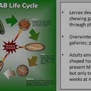 After Emerald Ash Borer Can I Save My Trees