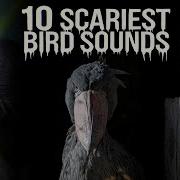 10 SCARIEST BIRD SOUNDS IN THE WORLD