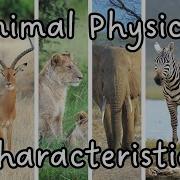 Animal Physical Characteristics Animal Body Structure Animal Body Features Science For Kids