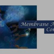 Membrane Attack Complex Biochemistry Kinnaird College