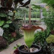 Time Lapse Of URI S Titan Arum Corpse Flower
