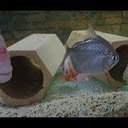 Red Devil Cichlid Fry Hatching