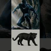 Avengers Vs Animals