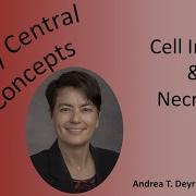 Medical School Pathology Pathophysiology Of Cell Injury And Necrosis
