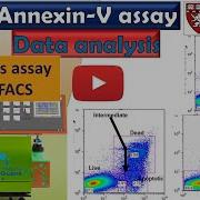 How To Analyze Annexin V Apoptosis Assay Data Using Flow Cytometer