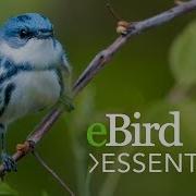 Learn EBird Essentials Bird Academy