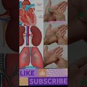 EXERCISE FOR STRONG LUNGS STRONG HEART STRONG KIDNEY WORKOUT AT HOME Beauty With Health Shorts