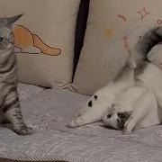 Cats Doing Weird Things
