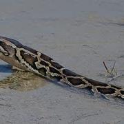 Pythons At Alligator Pond 04 Dangerous Animals In Florida Time Lapse X2