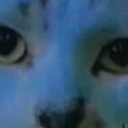 Cat Morph