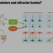 Cognitive And Behavioral Attractors Dynamical Systems Theory As A Lens For Systems Neuroscience