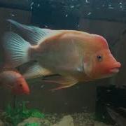 Update On Red Devil Babies And Jaguar Cichlids Fry