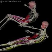 TRADITIONAL SIT UP Vs MODIFIED BENT KNEE SIT UP