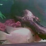 Two Red Devil Fish Together In Peace Finaly Before Breeding Mp4
