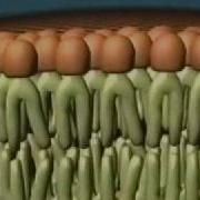 Fluid Mosaic Model Of The Cell Membrane