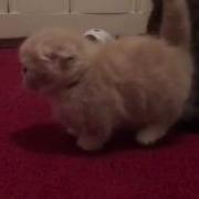 Standard Scottish Fold Munchkin