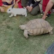 Tortoise Outraces A Hare Like In A Fable