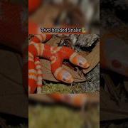 Animals With 2 Heads Two Headed Animals Facts Factvideo Snake Tortoise Whale