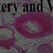 Artery And Vein