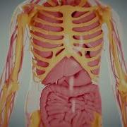 What Does Air Pollution PM 2 5 Do Inside Children S Body And Brain
