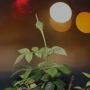 Mini Rose Growth And Bloom Time Lapse